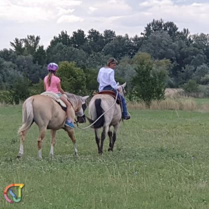 Fotos auf der Koppel im August 014 © Klaudia Kögl